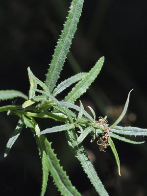 Australian Fireweed, Erechtites minima