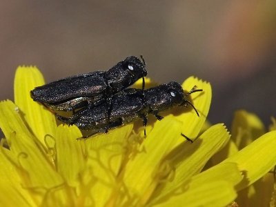 Wood-boring Beetles, mating