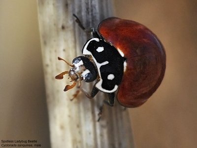 Spotless Lady Beetle, male
