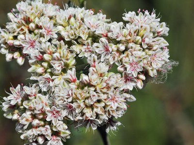 California Buckwheat, Eriogonum fasciculatum