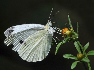 Cabbage White, male