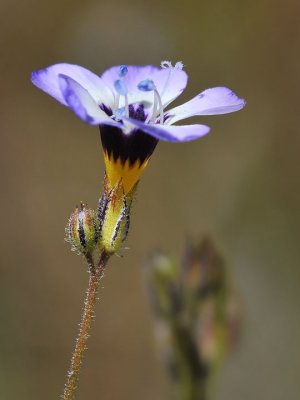 Birdseye Gilia, Gilia tricolor