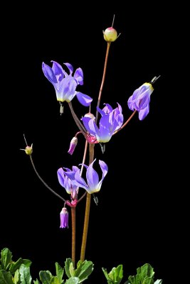 Hendersons Shooting Star, Primula hendersonii