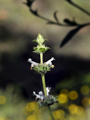 Black Sage, Salvia mellifera