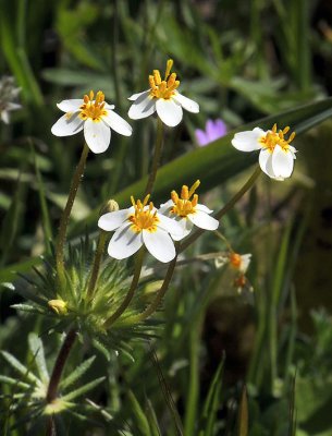 Small-flowered Linanthus, Linanthus parviflorus