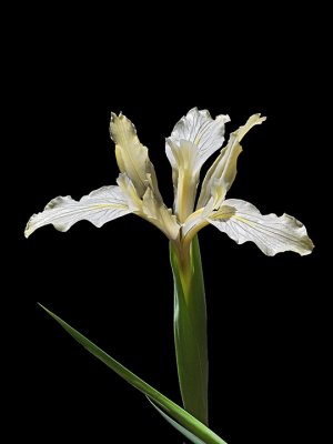Iridaceae: Irises, Blue-eyed Grass