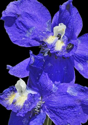 Royal Larkspur, Delphinium variegatum