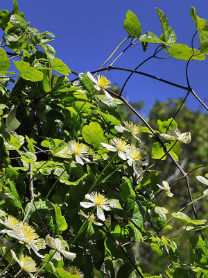 Pipestem Clematis, Clematis lasiantha