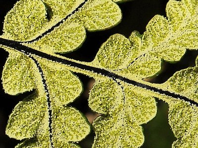 Goldback Fern, Pentagramma triangularis