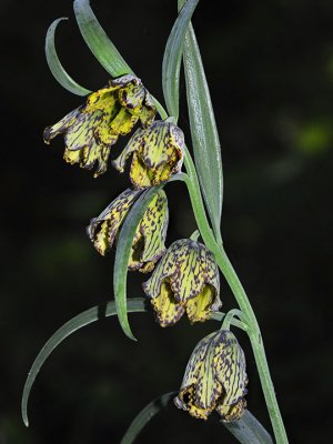 Mission Bells, Fritillaria affinis