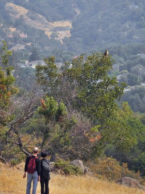 Hikers stopping to watch Red-tailed Hawk
