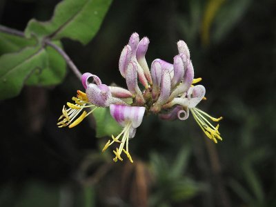 Caprifoliaceae: Honeysuckle, Snowberry
