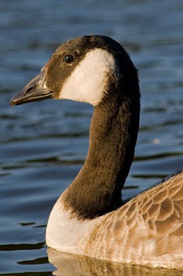 Bernikla kanadyjska (Branta canadensis)