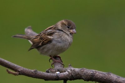 Wrbel (Passer domesticus)