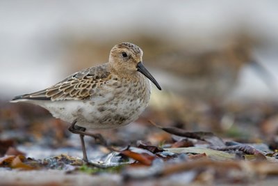 Biegus zmienny (Calidris alpina)