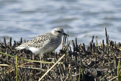 Plovers / Pluviers