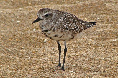 American Golden-Plover / Pluvier Bronzé