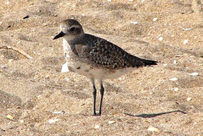 American Golden-Plover / Pluvier Bronzé