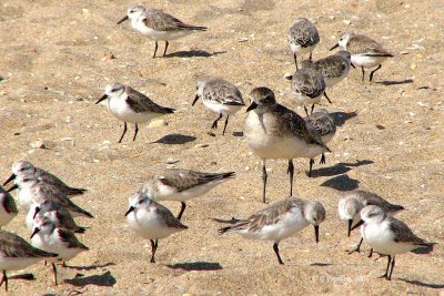 American Golden-Plover / Pluvier Bronzé