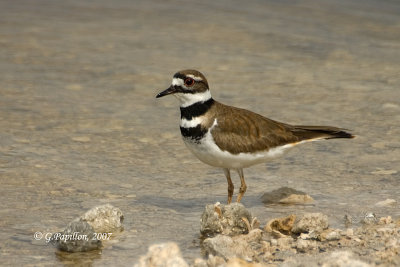 Kildeer / Pluvier Kildir