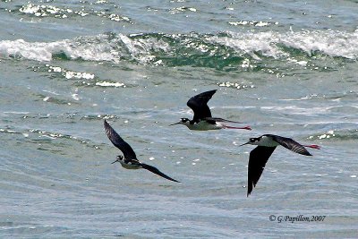 Black-Necked Stilt / Échasse d'Amérique