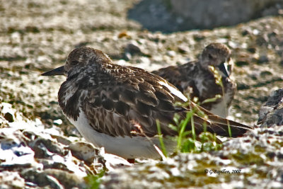 Ruddy Turnstone /Tournepierre à Collier