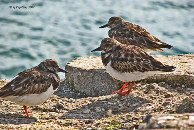 Ruddy Turnstone /Tournepierre à Collier