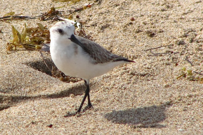 Sanderling / Bécasseau Sanderling