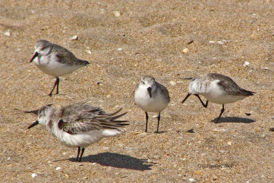 Sanderling / Bécasseau Sanderling