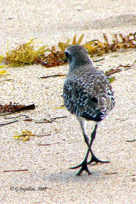 White-Rumped Sandpiper / Bécasseau à Croupion Blanc