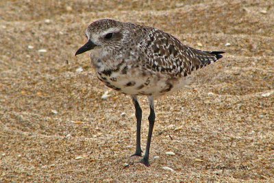 White-Rumped Sandpiper / Bécasseau à Croupion Blanc