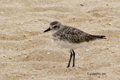 White-Rumped Sandpiper / Bécasseau à Croupion Blanc