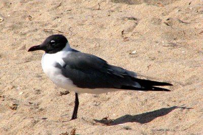 Laughing Gull / Mouette Atricille