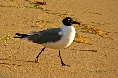 Laughing Gull / Mouette Atricille