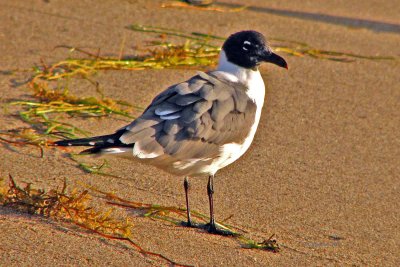 Laughing Gull / Mouette Atricille