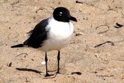 Laughing Gull / Mouette Atricille