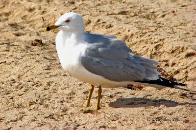 Ring-Billed Gull / Goéland à Bec Cerclé