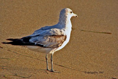 Ring-Billed Gull / Goéland à Bec Cerclé