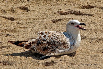 Ring-Billed Gull / Goéland à Bec Cerclé
