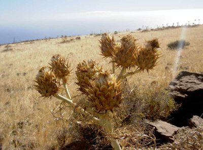 Gomera_2006_537.JPG