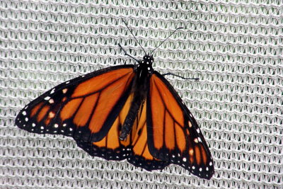 Monarch Butterfly