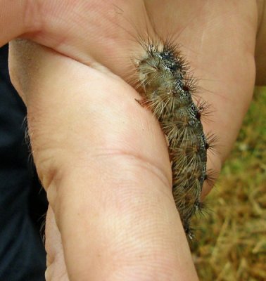 Caterpillar