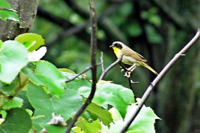 Common Yellow Throat