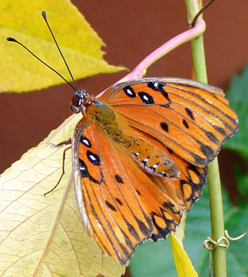 Butterflies at Butterfly House