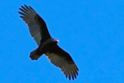 Turkey Vulture in Flight