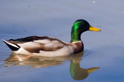 Mallard