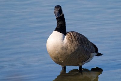 Canadian Goose looking straight at you