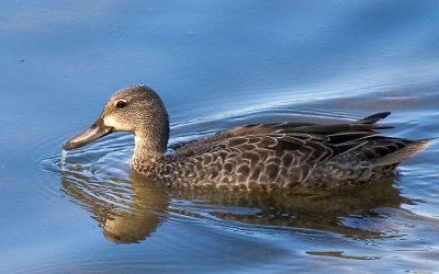 Duck with water on beak