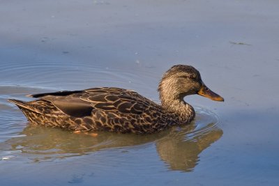 Duck