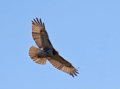 Red Tail Hawk in Flight.jpg